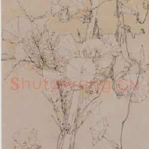 郑乃珖《牵牛白描》国画花鸟作品图片鉴赏