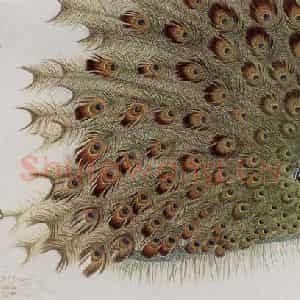 1989年 段忻然《振动金翠舞清风》国画花鸟作品图片鉴赏